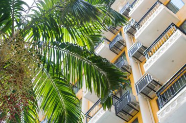 Şehirde hindistan cevizi palmiyeleri olan bir apartmanın balkonunda..