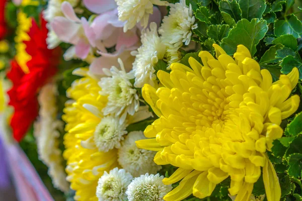 Blume Hintergrund Und Set Von Verschiedenen Blumen Dahlie Gerbera Gänseblümchen — Stockfoto