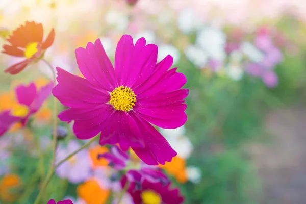 Kosmos Färgglada Blomma Den Vackra Trädgården — Stockfoto