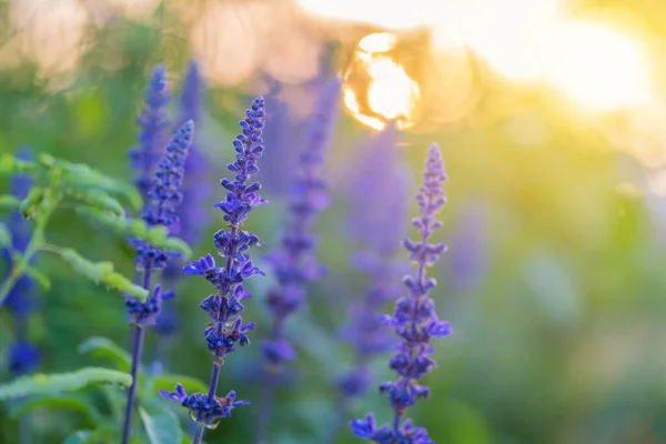 Renkli Güzel Bahçede Lavanta Çiçek — Stok fotoğraf