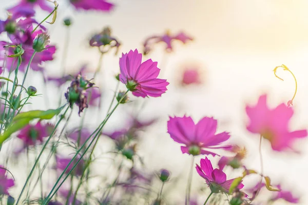美しい庭のコスモス色の花 — ストック写真