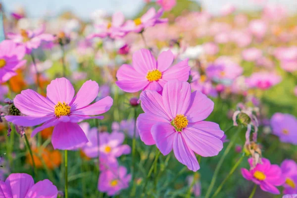 Cosmos Colorful Flower Beautiful Garden — Stock Photo, Image