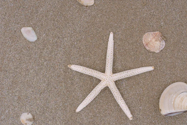 夏日沙滩上的海星 背景为海 — 图库照片