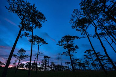 Beautiful Sunset in evening pine yard on phu soi dao national park, Thailand.