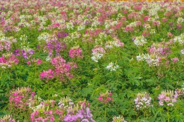 Cleome çiçek (Cleome hassleriana) veya örümcek çiçek güzel Bahçe.