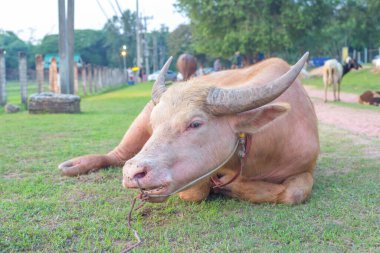 Tayland 'da albino bufalo ya da beyaz bufalo.