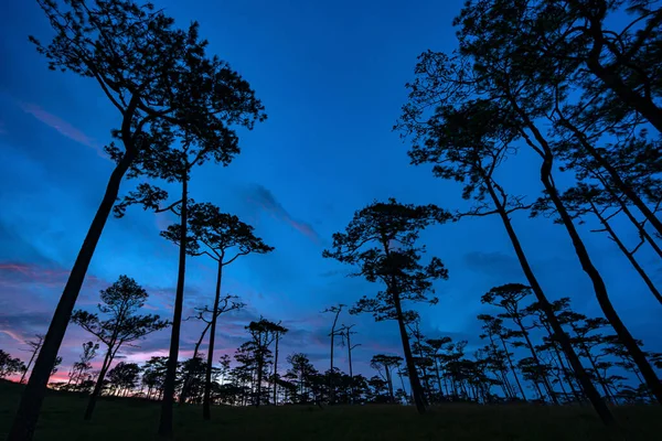 美丽的夕阳西下在泰国府岛国家公园的松树园 — 图库照片