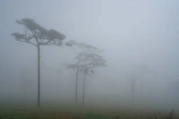Landscape Pine Tree Forest Mist Phu Soi Dao National Park — Stock Photo, Image