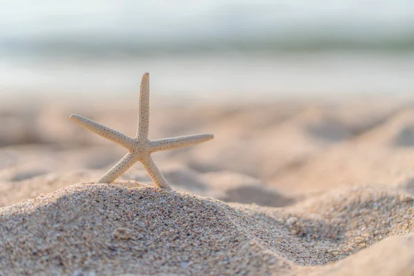 Hvězdice Písečné Pláži Létě Mořským Pozadím — Stock fotografie