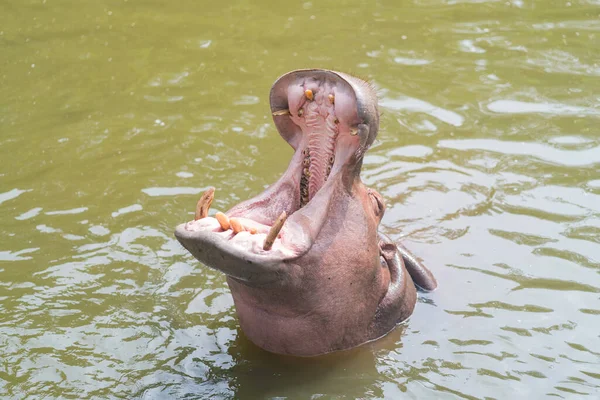 非洲河马动物 有张开的嘴 生活在自然界的水栖栖息地 — 图库照片
