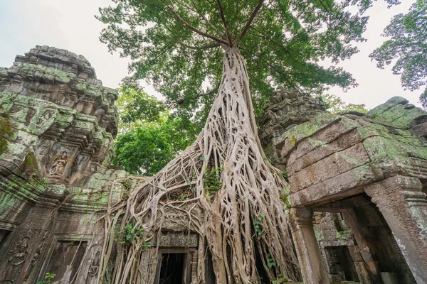 Tree Roots Cover Historic Khmer Temple Angkor Wat Cambodia — Stock Photo, Image