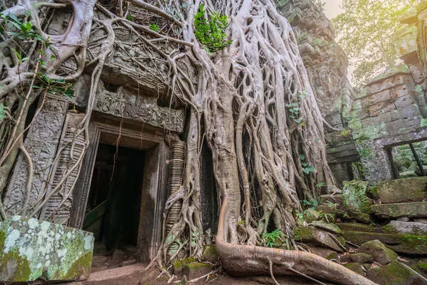 Kořeny Stromů Pokrývají Historický Chrám Khmer Angkor Wat Kambodža — Stock fotografie