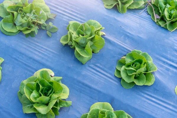 Organic Hydroponic Vegetable Cultivation Farm — Stock Photo, Image