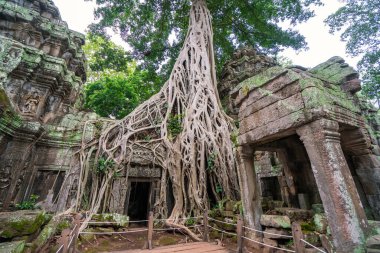 Angkor Wat, Kamboçya 'daki tarihi Khmer tapınağını ağaç kökleri kaplar..