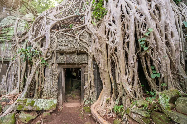 Baumwurzeln Bedecken Einen Historischen Khmer Tempel Angkor Wat Kambodscha — Stockfoto
