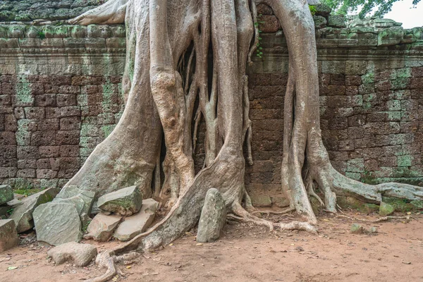 Korzenie Drzewa Pokrywają Historyczną Świątynię Khmerów Angkor Wat Kambodża — Zdjęcie stockowe