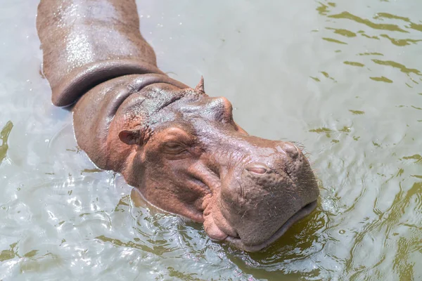 Hippo African Hippopotamus Animal Nature Water Habitat — Stock Photo, Image