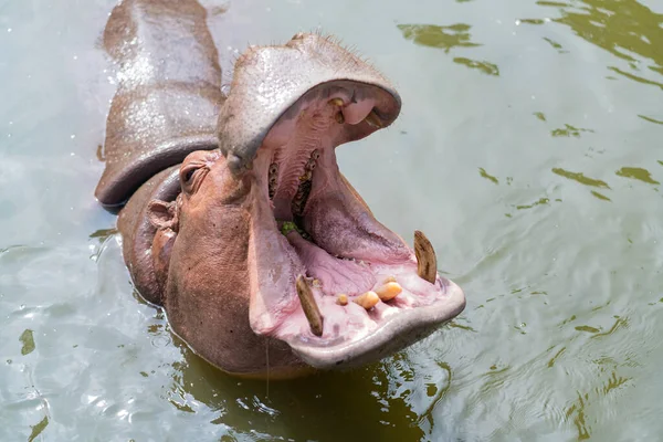 Hroch Otevřenou Tlamou Africký Hroch Přírodním Vodním Prostředí — Stock fotografie