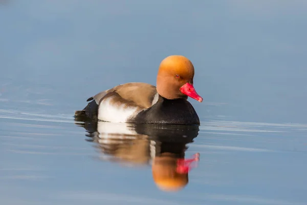 Mâle pochard à crête rouge (netta rufina) nageant sur des eaux plates s — Photo