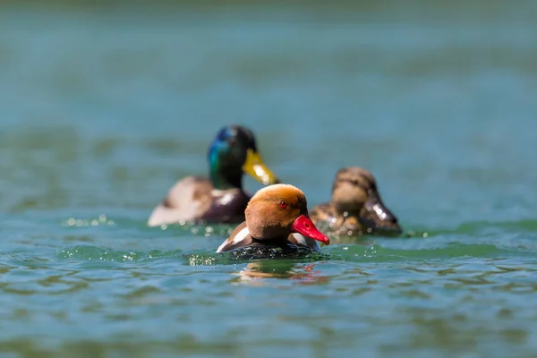 Три разноцветные утки, плавающие в воде на солнце — стоковое фото