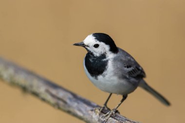 Sütyenin üzerinde duran izole edilmiş beyaz kuyruk (motacilla alba)