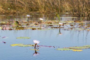 Okavango nehri, kamış, çiçek ve beyaz suların yeşil yapraklarıyla