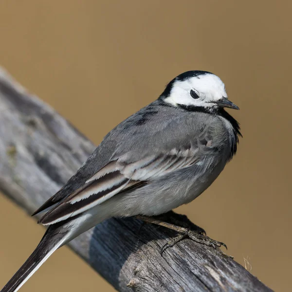 Side view white wagtail bird (motacilla alba) standing on branch — Stock Photo, Image