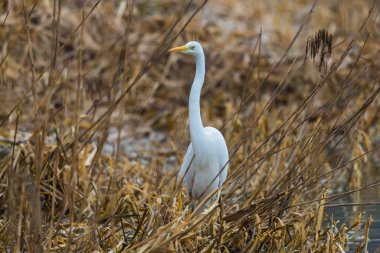 Büyük beyaz balıkçıl (ardea alba) kışın sazlıkta durur.