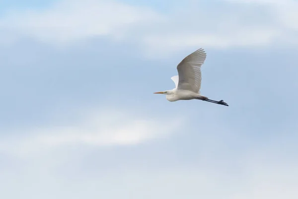 Una gran garza blanca (ardea alba) en vuelo en el cielo nublado — Foto de Stock