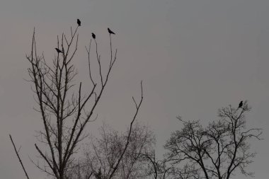 Kara kuzgunlar şafak vakti ağaçların tepesinde otururlar.