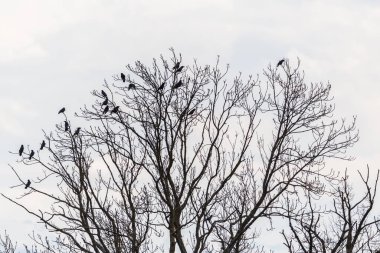 Kara kuzgun grubu ağaç tepesinde oturuyor, bulutlu beyaz gökyüzü