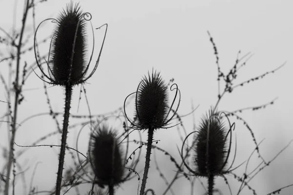 Silhouettes of faded thistle flower heads in black and white — Stock Photo, Image