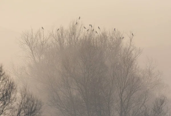 Grupo de corvos negros sentados na copa da árvore na manhã enevoada — Fotografia de Stock