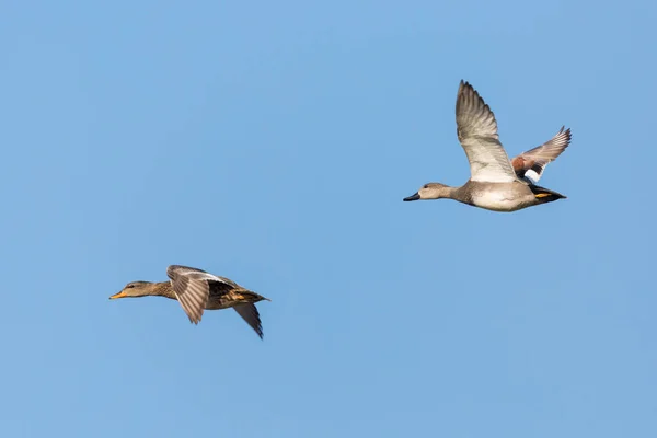 Pair of gadwall ducks (anas strepera) flying in blue sky — Stock Photo, Image
