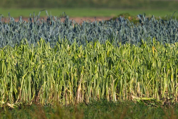 Field of cultivated natural green leek in sunshine — Stock Photo, Image