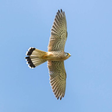 erkek ortak kerkenez (falco tinnunculus) uçuş mavi gökyüzünde