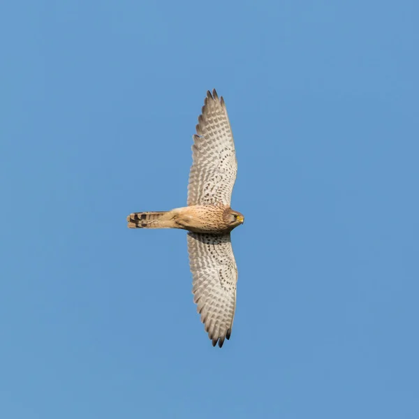 Close-up torenvalk (falco tinnunculus) tijdens de vlucht in de blauwe lucht — Stockfoto