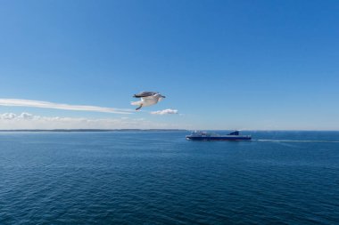 Mavi bulutlu gökyüzü ve deniz ile uçan bir martı.