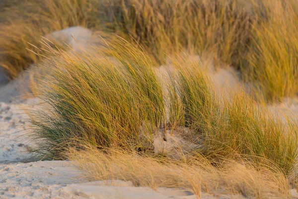 Grama dourada na praia de areia em Helgoland no mar do norte — Fotografia de Stock