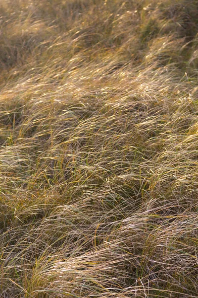 Hierba que se mueve en el viento en la isla Duene en Helgoland en el mar del norte — Foto de Stock