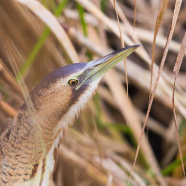 Sazlıkta gizlenmiş büyük bittern (botaurus stellaris)
