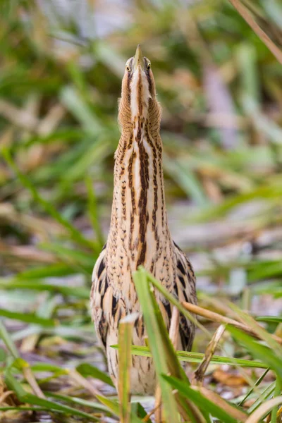 Close-up eurasian bittern (botaurus stellaris) in freezing posit — 스톡 사진