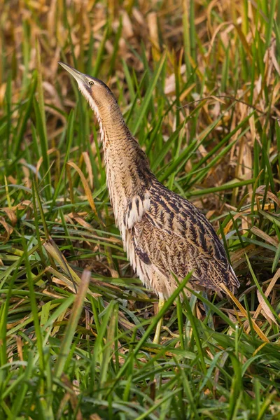 Närbild eurasiska bittern (botaurus stellaris) promenader i grönt — Stockfoto