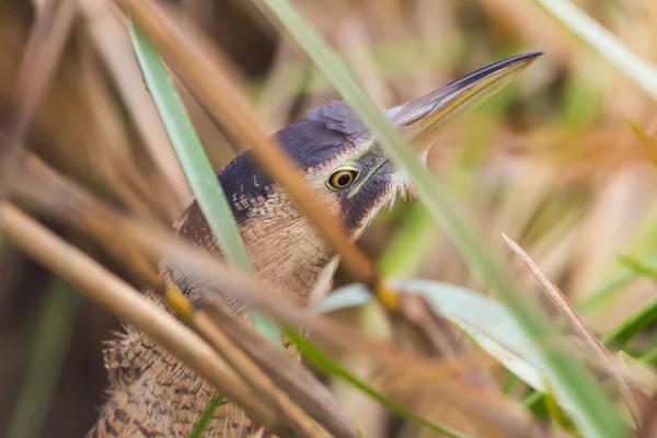 Közeli eurázsiai nagy bittern madár (botaurus stellaris) rejtett — Stock Fotó