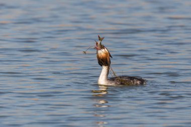 büyük ibikli grebe (podiceps kristali) ve gagasında av