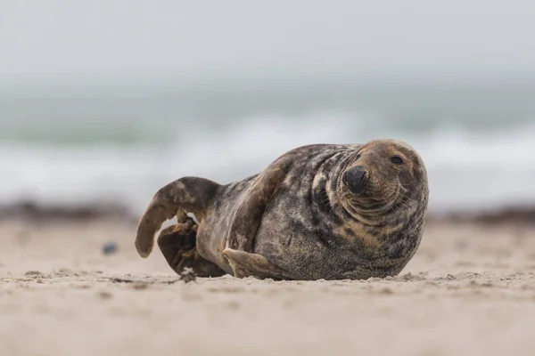 Самец серый тюлень (halichoerus grypus) лежит на песчаном пляже в море — стоковое фото