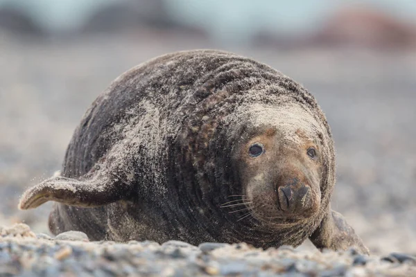 Vista frontale maschio grigia foca toro (halichoerus grypus) avvicinandosi — Foto Stock