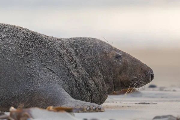 Primo piano maschio di foca grigia toro (halichoerus grypus) sulla spiaggia di sabbia — Foto Stock