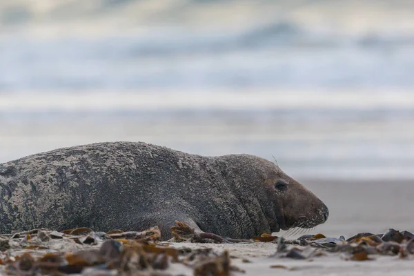 Hím szürke fóka bika (halichoerus grypus) fekvő homokos tengerparton — Stock Fotó