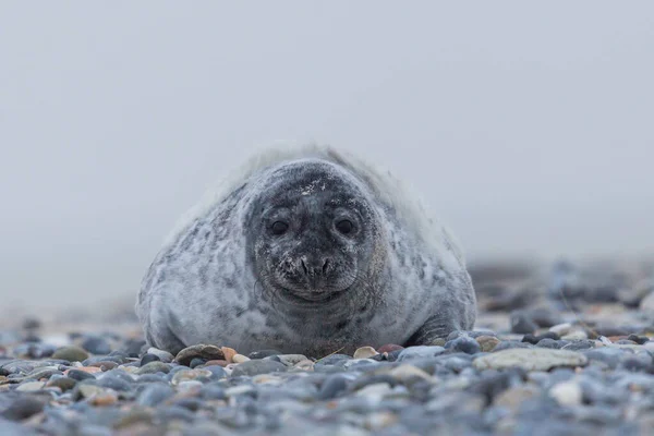 Vista frontale giovane sigillo grigio (halichoerus grypus) sulla spiaggia di ghiaia — Foto Stock